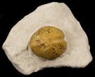 Lovenia Sea Urchin Fossil - Beaumaris, Australia #31068-1